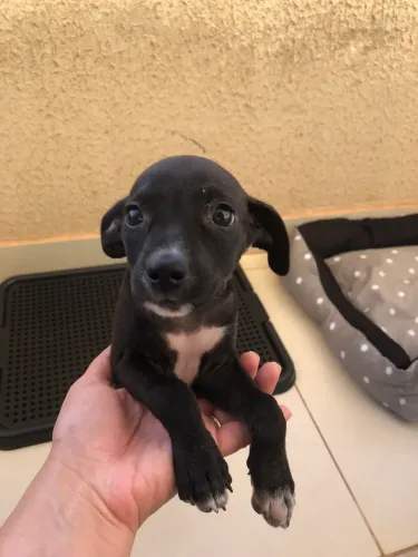 Cachorrinha fêmea 4 mêses