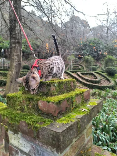 Gato de bengala entrego em SC