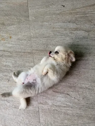 Filhote de chihuahua com shitzu