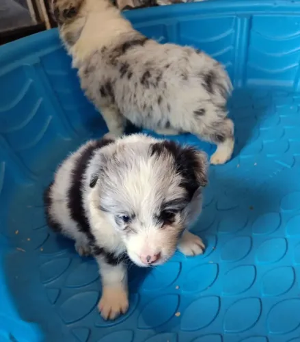 Filhotes de Border Collie | Um mundo de carinho em um só olhar.
