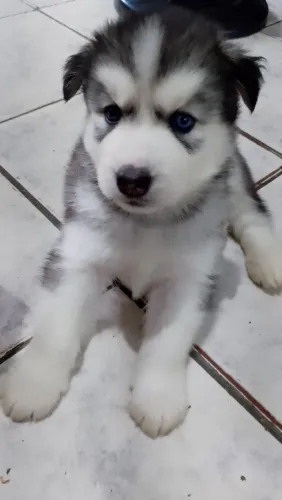 Filhote Husky siberiano