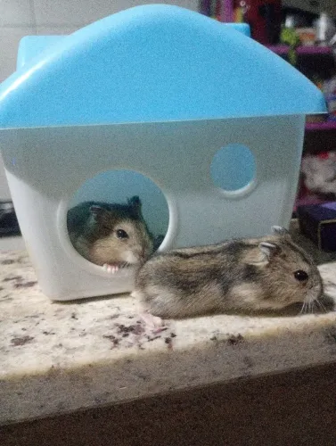 Hamster anão russo