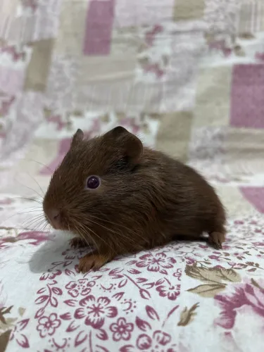 Porquinho da índia
