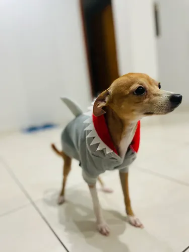 Procuro namorada Pinscher