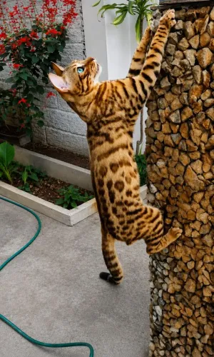 Bengal
