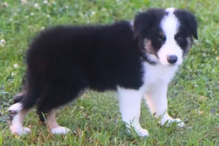 Filhotes de Border Collie | Filhotes super brincalhões.