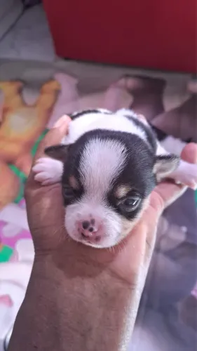 Chihuahua Legítimos Mini