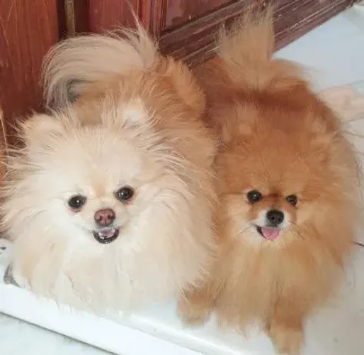 Lulu da Pomerania Filhotinhas fêmeas ac cartão 