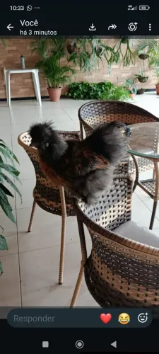 Frango sedoso