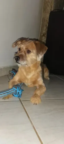 Adoção consciente