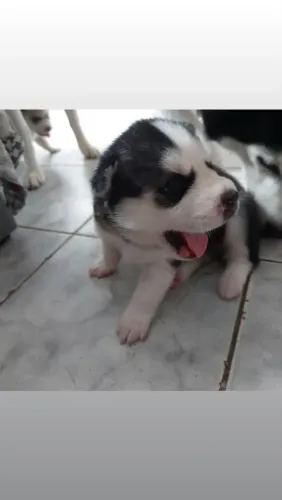 Filhotes de husky siberiano
