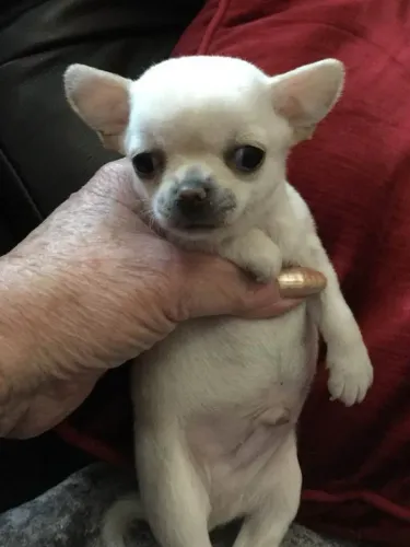 Seu novo amigo está esperando por muito amor