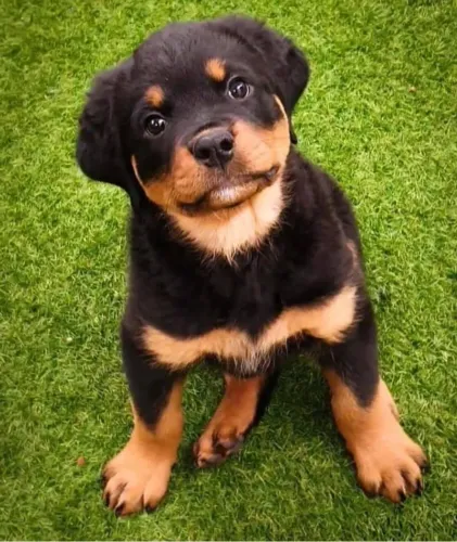 Rottweiler O filhote certo pode mudar tudo
