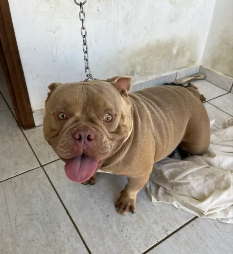 Exotic bully