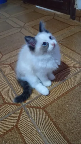 Ragdoll fêmea pronta entrega parcele em até 10x