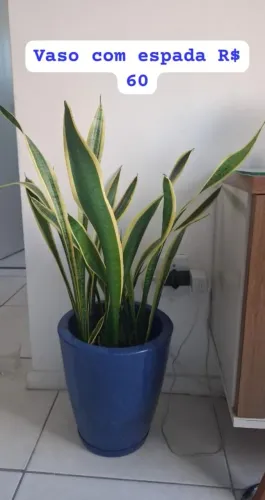 Vaso com planta espada