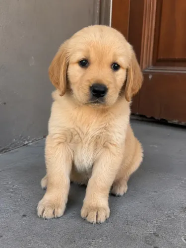 Golden Retriever filhotes lindos disponíveis agora