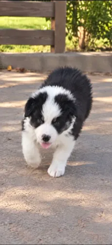 Filhote Macho de Australian Shepherd