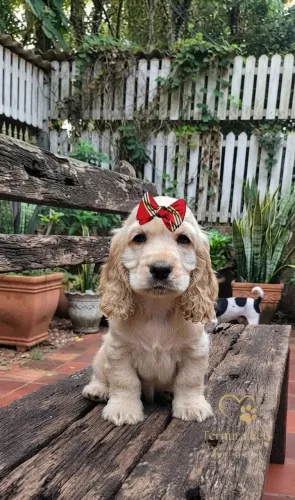 Cocker spaniel inglês
