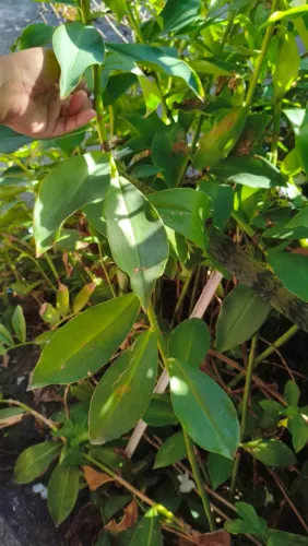 Cana do brejo cana de macaco 