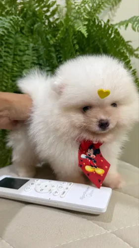 Lulu ( Spitz alemão ANÃO) DISPONÍVEIS