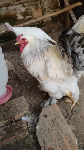 Frangos Brahma 9 meses