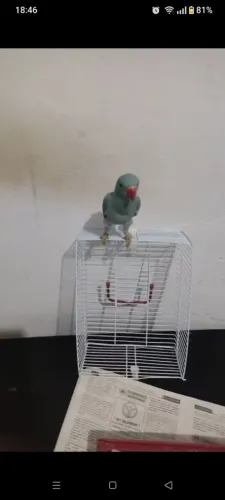 Gaiolas