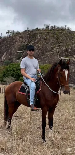 Cavalo Mangalarga Marchador