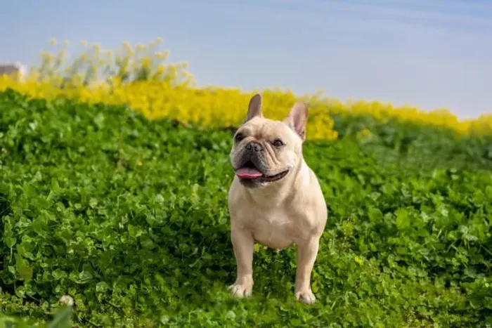 ? Bulldog Francês | Filhotes Encantadores e Muito Companheiros