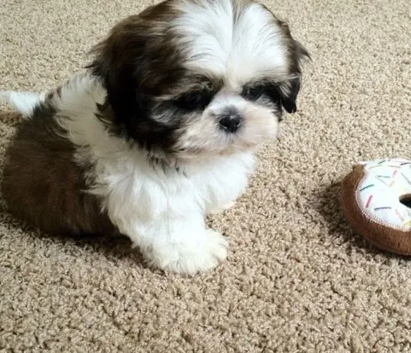 Shih Tzu lindinho