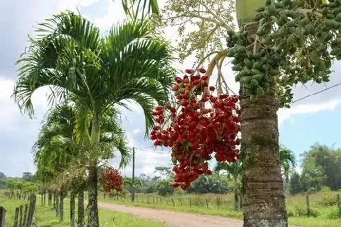 Palmeira veitchia - (Veitchia)