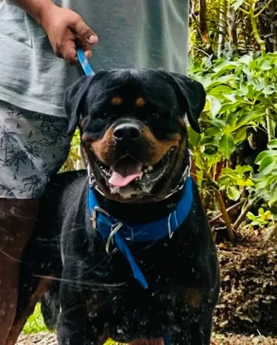Filhotes de Rottweiler a venda