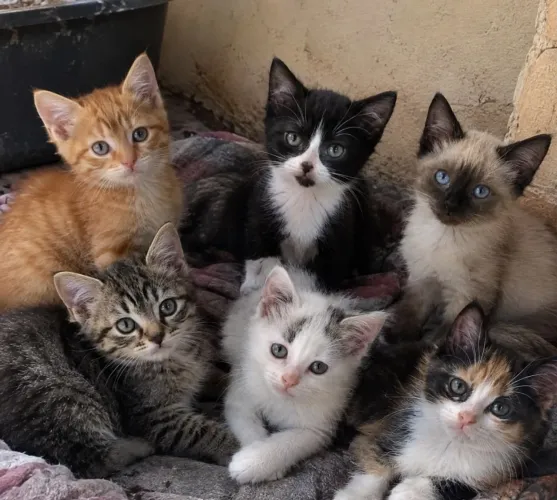 Doação de gatos de raça