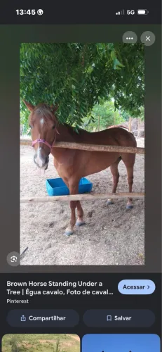 DOANDO POTRINHO