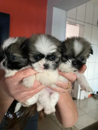Mini shih tzu puro 
