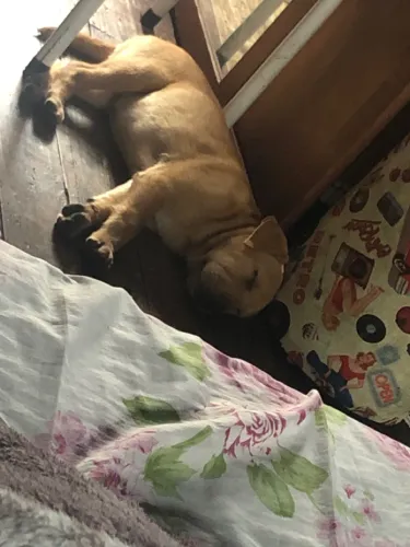 Doação de cachorro