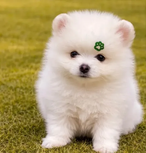 Spitz alemão com pedigree e garantia bem cuidados 