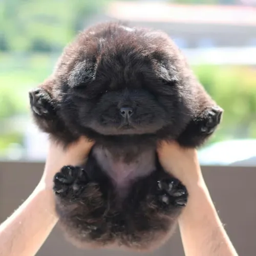 Chow Chow preto filhote
