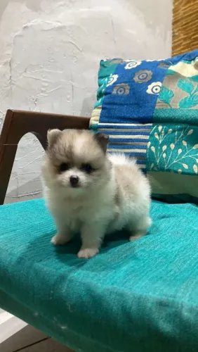 Spitz alemão Anão Fêmea 2500