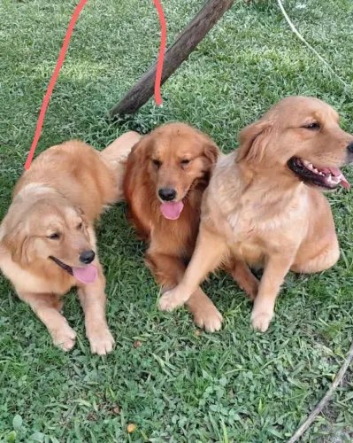 Golden Retriever fêmea 