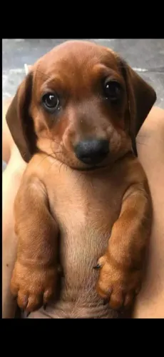 Lindo machinho de salsicha 