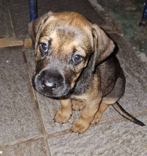 Cachorro vira lata para adoção 