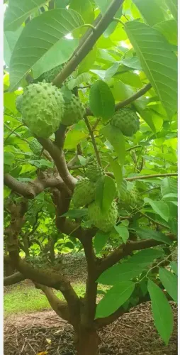 Mudas enxertadas de atemoiaa