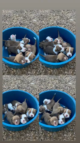 Cachorros 