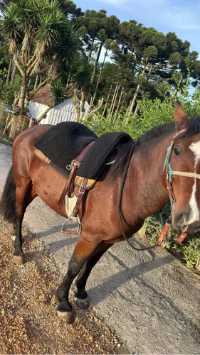Cavalo crioulo 