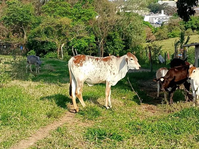 bezerra
