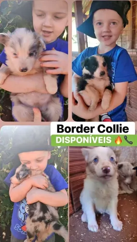 Border collie