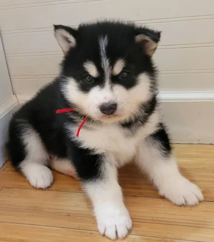 Husky siberiano com olhar marcante