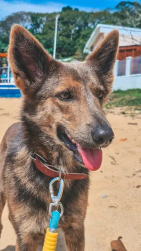 Cachorro