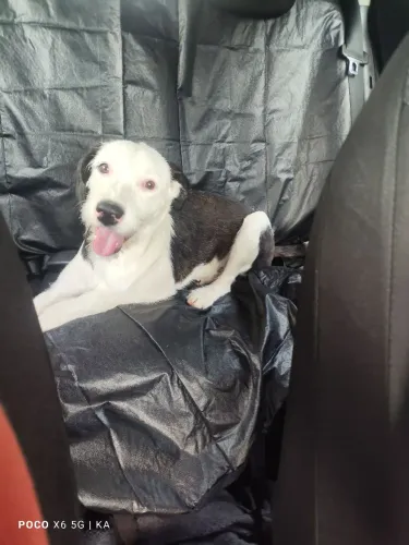Doando cachorro filhote 